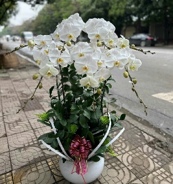 Shop hoa đẹp uy tín giao đường Chí Linh, Tân Bình