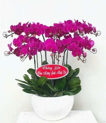 Dịch vụ hoa rẻ đẹp tại Hẻm 129 Nguyễn Văn Nghi, Gò Vấp